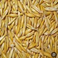 جوبرای دام وکاشتن