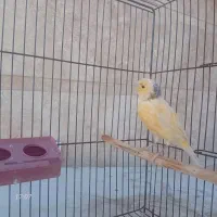 قناری ماده