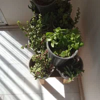 ۱۰عدد گلدان