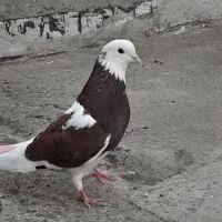 کبوتر شازده پرشی