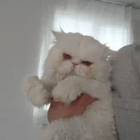 واگزاری گربه ۱۰ م ۲ م