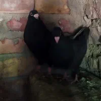 جفت زاغ گوهک