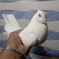 یه جفت کبوتر