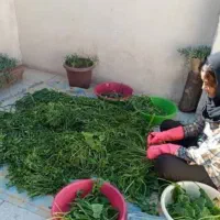 سفارش