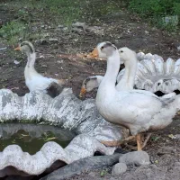 حیوانات مزرعه ۴ عدد جوجه غاز دوماهه