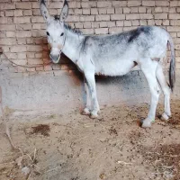 دوتا الاغ ماده کاری
