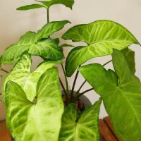گلکده همیشه بهار