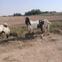 بز نر