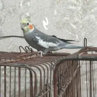 پرنده طوطی جوجه عروس هلندی مرغ عشق
