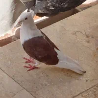 دوکت قاب