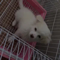 سگ پامر