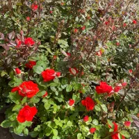 فروش گل قرمز ،هلندی،رونده ،سفید