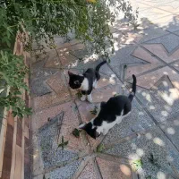 گربه|گربه|کرمانشاه, |دیوار