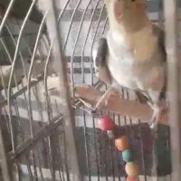 عروس هلندی نر  آماده