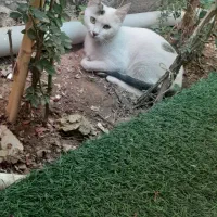 واگذاری رایگان گربه مادر با دوتا بچه گربه