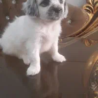 واگذاری توله