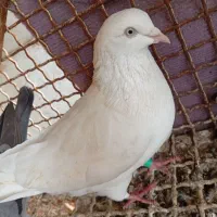 مسافتی و شهری