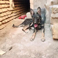 سگ ژرمن