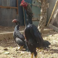 خروس لاری اشامو