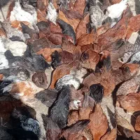 نیمچه مرغ ونیمه خروس همراه بانیمچه غاز