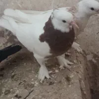 طوقی|پرنده|نگار, |دیوار