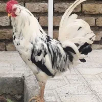 خروس گلین