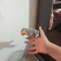 یک جفت عروس هلندی سخنگو