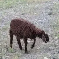 بره نر