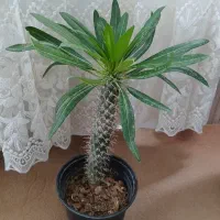 کاکتوس ماداگاسکار ۳۰۰۰۰۰تومان