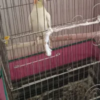 لوتینو ماده