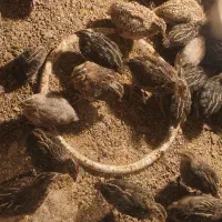 بلدرچین ۲۰ روزه تخم گذار