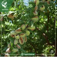 فروش-زمین-بادامی
