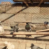 35عدد|پرنده|خواجه, |دیوار