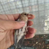 جوجه سهره زنجان