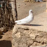 نر سفید جناقی دورگ