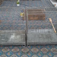 سهره|پرنده|تهران, ارجمندی راد|دیوار