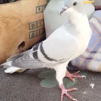 کبوتر