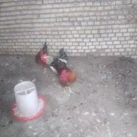 خروس جوان وتزئینی