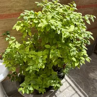 گل کاغذی.بونسای.کاکتوس.ساکولنت|گل و گیاه طبیعی|تهران, شهرک کیانشهر|دیوار