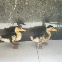 جوجه اردک 2عدد صحیح و سالم