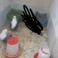 کبوتر گو م شده در شهر ک گلستان مهریک