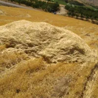 فروش کاه