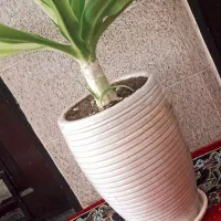 گل موزی|گل و گیاه طبیعی|رفسنجان, |دیوار