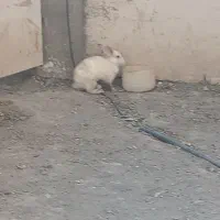 خرگوش لوپ