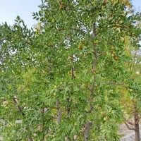 باغ فروشی