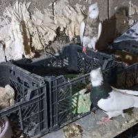 طوقی نر|پرنده|اهواز, کمپلو شمالی|دیوار
