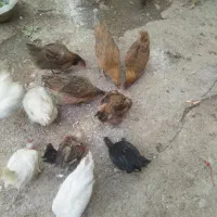 دوتا مرغ ویک غاز سه ماهه دزدیده