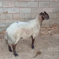 ژندار|حیوانات مزرعه|شیروان (خراسان), |دیوار