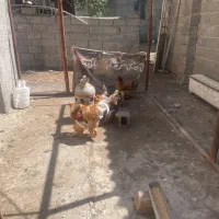 فروش یک ست برهما گردیدA