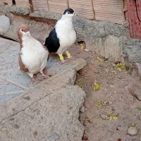 کفتر فروشی